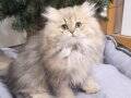BRİTİSH SHORTHAİR TABBY ERKEK