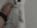 BRİTİSH SHORTHAİR SİLVER ERKEK