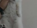 BRİTİSH SHORTHAİR SİLVER ERKEK
