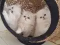 MUHTEŞEM GÜZELLİKTE YAVRU KEDİLER