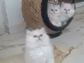 MUHTEŞEM GÜZELLİKTE YAVRU KEDİLER