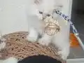 MUHTEŞEM GÜZELLİKTE YAVRU KEDİLER