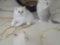 MUHTEŞEM GÜZELLİKTE YAVRU KEDİLER