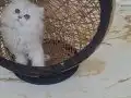 MUHTEŞEM GÜZELLİKTE YAVRU KEDİLER