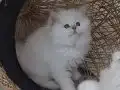 MUHTEŞEM GÜZELLİKTE YAVRU KEDİLER