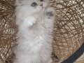 MUHTEŞEM GÜZELLİKTE YAVRU KEDİLER