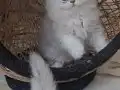 MUHTEŞEM GÜZELLİKTE YAVRU KEDİLER