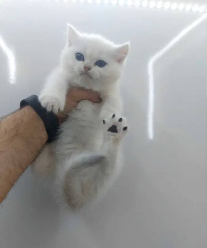 SİLVER ORJİNAL YUVARLAK YÜZ HATTIYLA