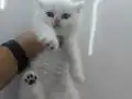SİLVER ORJİNAL YUVARLAK YÜZ HATTIYLA