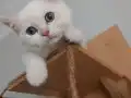 UYGUN ÜCRETLİ 3 AYLIK BRİTİSH SHORTHAİR ERKEK YAVRU KEDİLER 