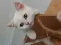 UYGUN ÜCRETLİ 3 AYLIK BRİTİSH SHORTHAİR ERKEK YAVRU KEDİLER 