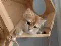 UYGUN ÜCRETLİ 3 AYLIK BRİTİSH SHORTHAİR ERKEK YAVRU KEDİLER 