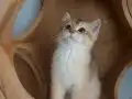 UYGUN ÜCRETLİ 3 AYLIK BRİTİSH SHORTHAİR ERKEK YAVRU KEDİLER 