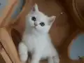 UYGUN ÜCRETLİ 3 AYLIK BRİTİSH SHORTHAİR ERKEK YAVRU KEDİLER 