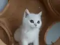 UYGUN ÜCRETLİ 3 AYLIK BRİTİSH SHORTHAİR ERKEK YAVRU KEDİLER 