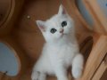 YAVRU KEDİ ERKEK 3 AYLIK SAHİPLENDİRME