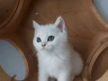 YAVRU KEDİ ERKEK 3 AYLIK SAHİPLENDİRME
