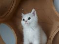 YAVRU KEDİ ERKEK 3 AYLIK SAHİPLENDİRME