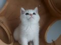 SAHİPLENDİRME 3 AYLIK BRİTİSH SHORTHAİR SİLVER ERKEK YAVRU 