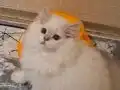 BRİTİSH LONGHAİR GOLDEN VE SİLVER POİNT ERKEK 