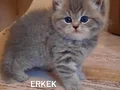 AYI SURATLI BRİTİSH SHORTHAİR DİŞİ VE ERKEK YAVRU KEDİLERİMİ