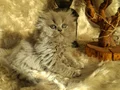 BRİTİSH SHORTHAİR BLUE YAVRULAR YUVARLAK SURATLI