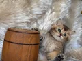 BRİTİSH SHORTHAİR YAVRU KEDİLERİMİZ 