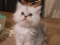 BRİTİSH SHORTHAİR YAVRU KEDİLERİMİZ 