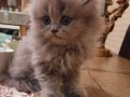 BRİTİSH SHORTHAİR YAVRU KEDİLERİMİZ 