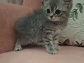 BRİTİSH SHORTHAİR YAVRU KEDİLERİMİZ 
