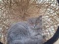 BRİTİSH SHORTHAİR YAVRU KEDİLERİMİZ 
