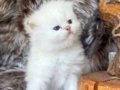 BRİTİSH SHORTHAİR YAVRU KEDİLERİMİZ 