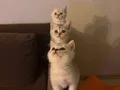 BRİTİSH SHORTHAİR YAVRU KEDİLERİMİZ 