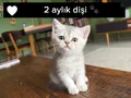 BRİTİSH SHORTHAİR YAVRU KEDİLERİMİZ 