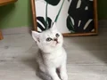 BRİTİSH SHORTHAİR YAVRU KEDİLERİMİZ 