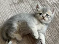 BRİTİSH SHORTHAİR YAVRU KEDİLERİMİZ 