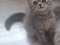 BRİTİSH SHORTHAİR YAVRU KEDİLERİMİZ 