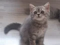 BRİTİSH SHORTHAİR YAVRU KEDİLERİMİZ 