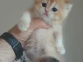 BRİTİSH SHORTHAİR GOLDEN YAVRU KEDİLERİMİZ 