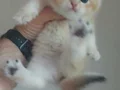 BRİTİSH SHORTHAİR GOLDEN YAVRU KEDİLERİMİZ 