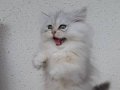 SİLVER SHORTHAİR[ERKEK]LONGHAİR[DİŞİ]YAVRU KEDİLERİMİZ 