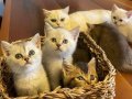 3 AYLIK EV ORTAMINDA BÜYÜYEN SOSYAL KEDİLERİMİZ 