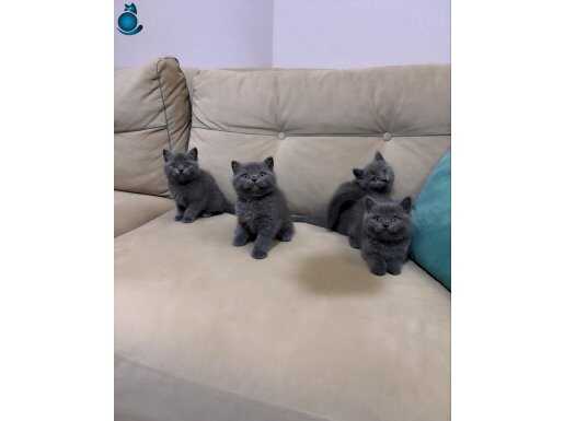 SHOW KALİTE BRİTİSH SHORTHAİR YAVRULAR