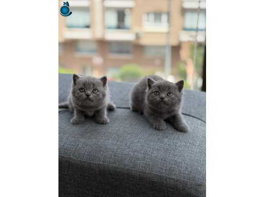 A KALİTE BRİTİSH SHORTHAİR YAVRULARI 