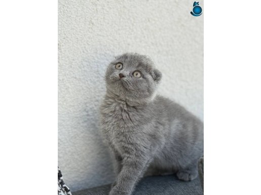 ORJİNAL SCOTTİSH FOLD YAVRUSU 