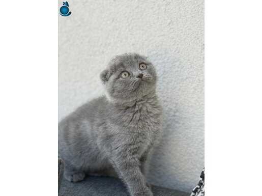 ORJİNAL SCOTTİSH FOLD YAVRULARI