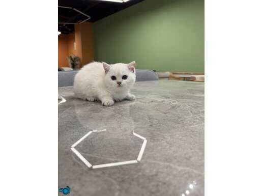 A KALİTE BRİTİSH SHORTHAİR YAVRULARI 