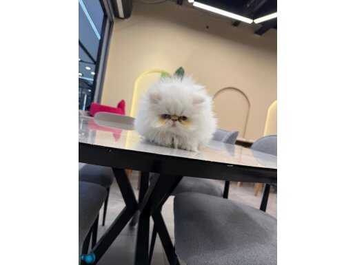 SHOW KALİTE İRAN (PERSİAN) YAVRUSU