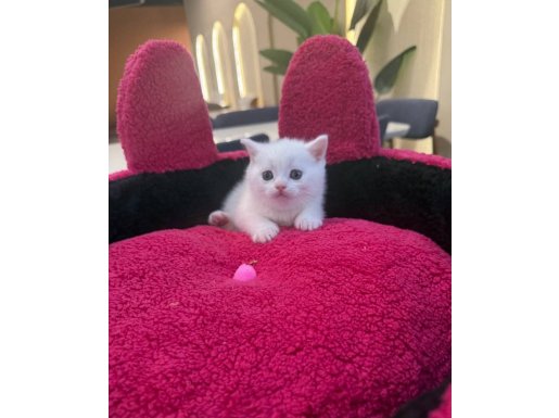 ORJİNAL SÜTBEYAZ BRİTİSH SHORTHAİR YAVRULARI 