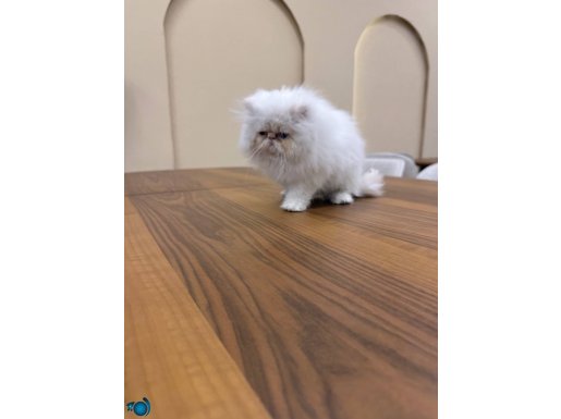 SHOW GÜZELLİKTE İRAN PERSİAN YAVRUSU 